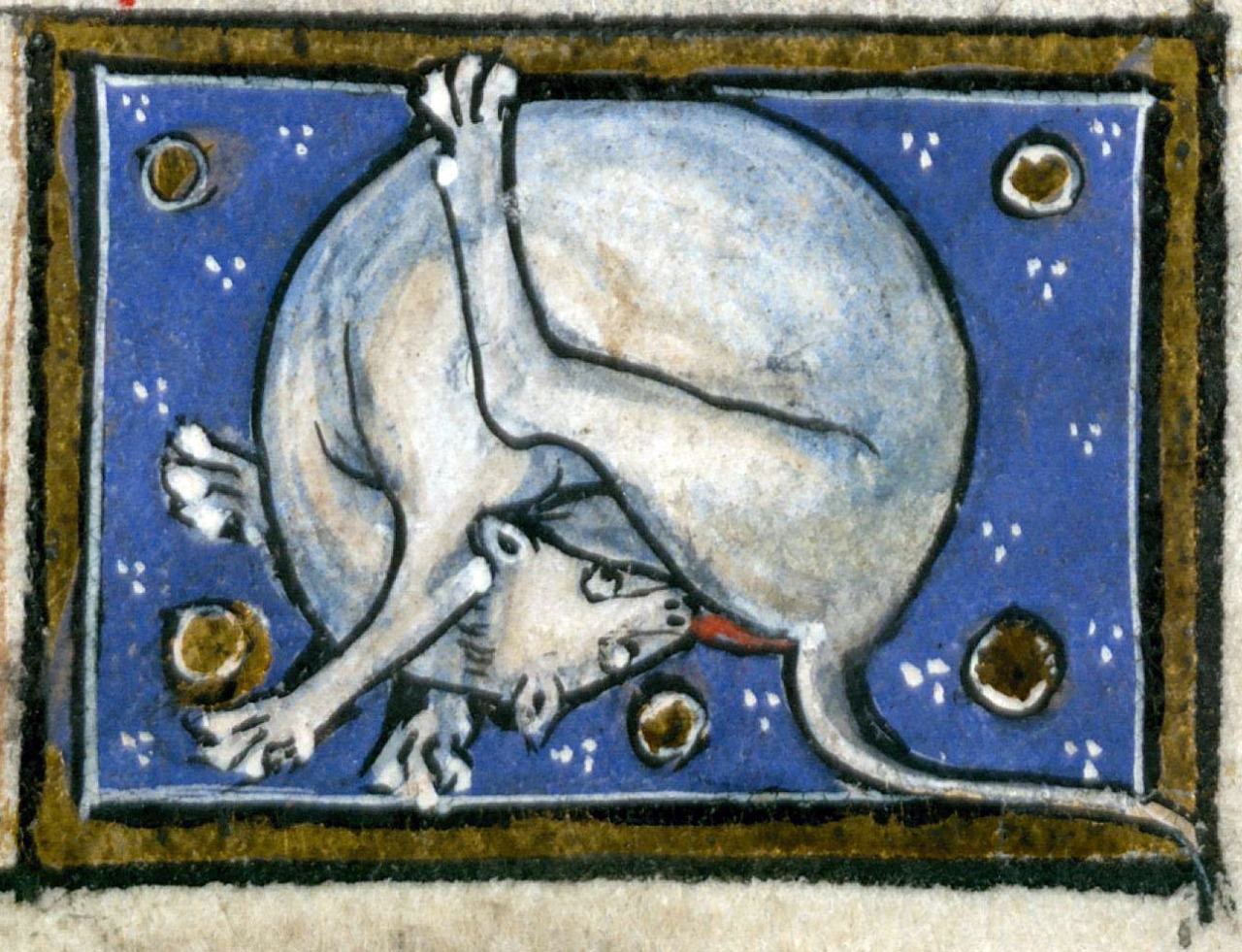 cat butt ass moral erect [source: Thomas of Cantimpré, Liber de natura rerum, France ca. 1290 (Valenciennes, Bibliothèque municipale, ms. 320, fol. 72r)]