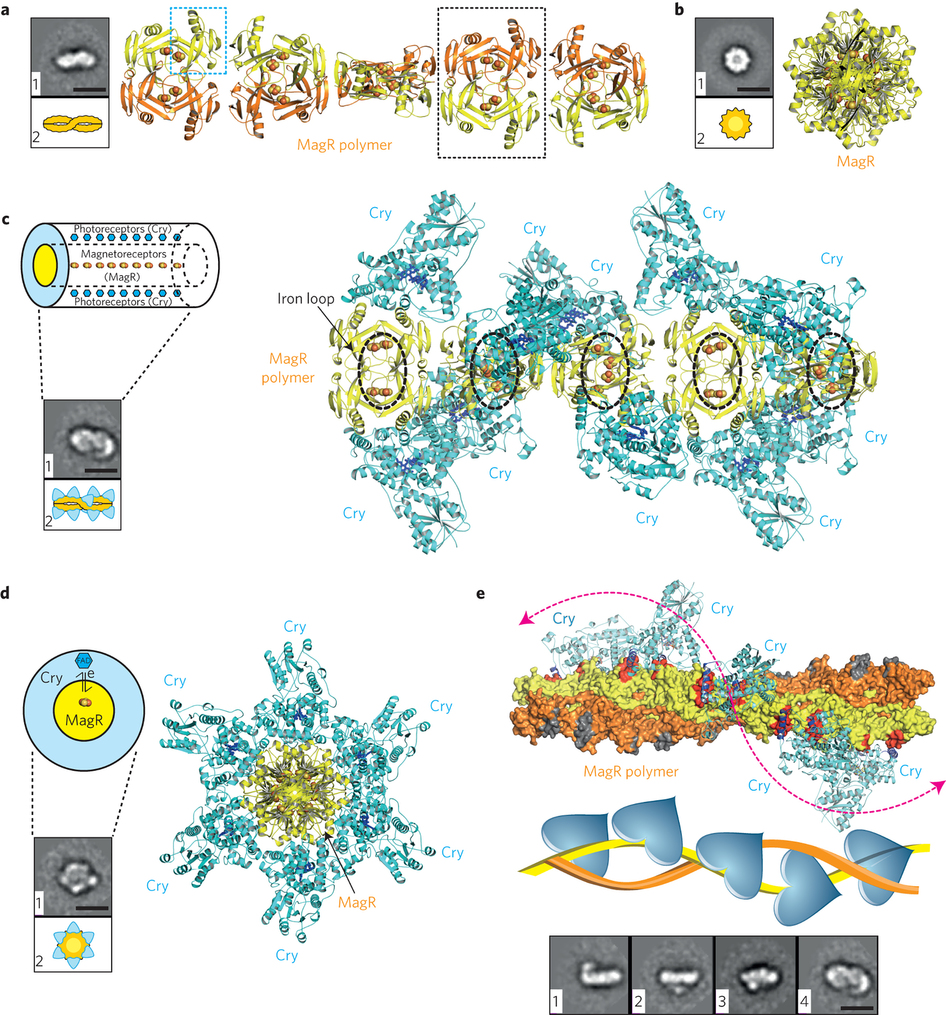 magnetic protein biocompass [source: http://www.nature.com/nmat/journal/v15/n2/full/nmat4484.html]