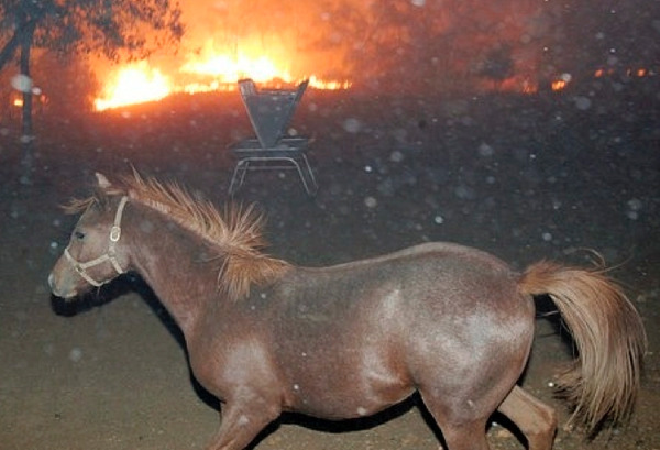 horse fire [source: http://tifhiggins.blogspot.be/2015/09/horses-other-animals-of-valley-fire.html]