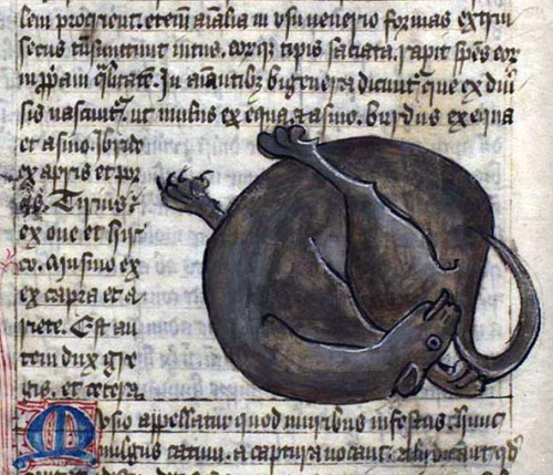 cat ass morality animal erect [source: Bestiary, England 15th century (København, Kongelige Bibliotek, GkS 1633)]