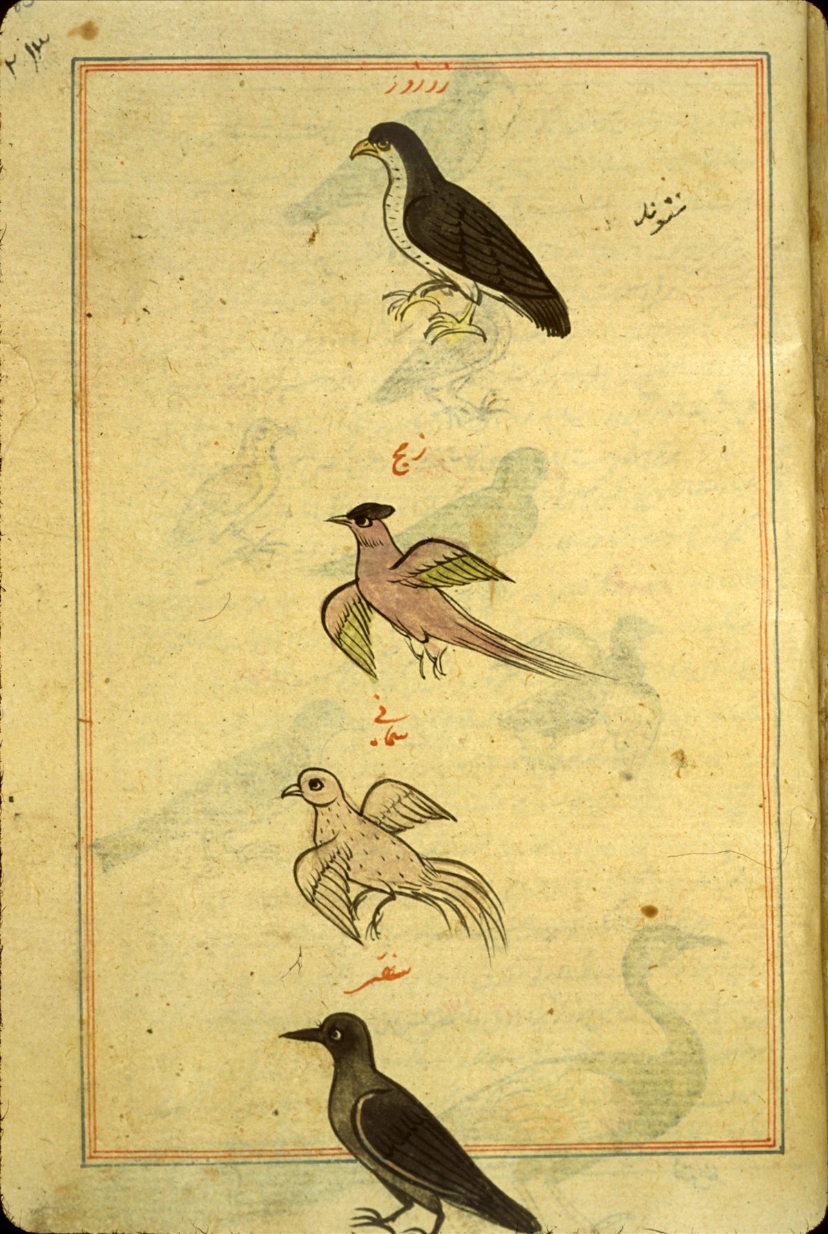 bird ajayeb wonder existance taxon species [source: Qazwini - https://www.nlm.nih.gov/hmd/arabic/natural_hist4.html]