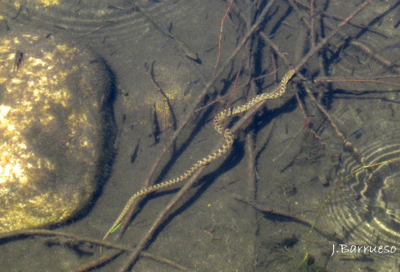 Culebra viperina snake lake forest trickster wonder intra-action human anthropos assemblage plot [source: depaseoporlanaturaleza.blogspot.be]