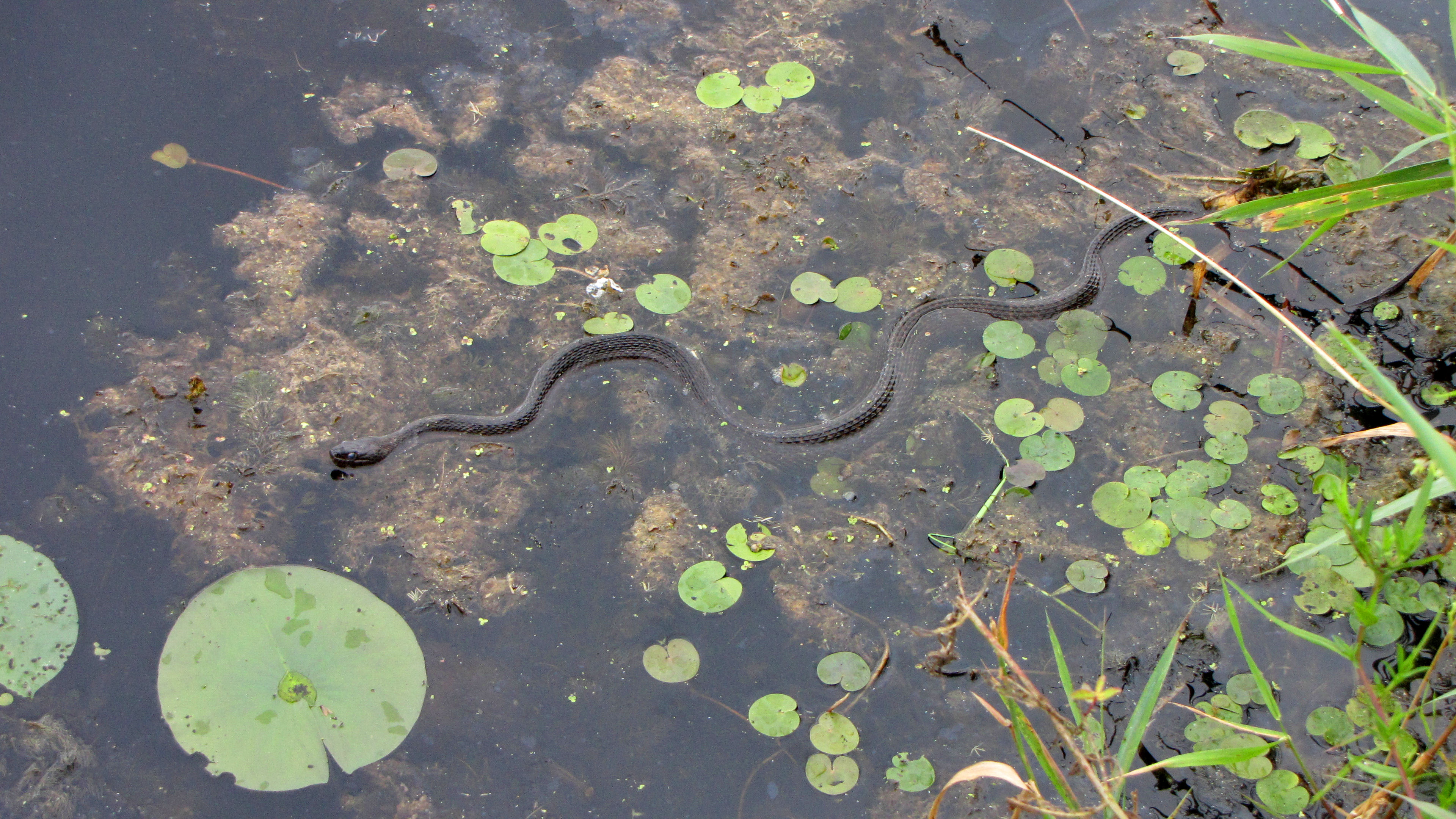 snake person assemblage semiotics [source: https://en.wikipedia.org/wiki/File:Northern_Water_Snake.jpg]