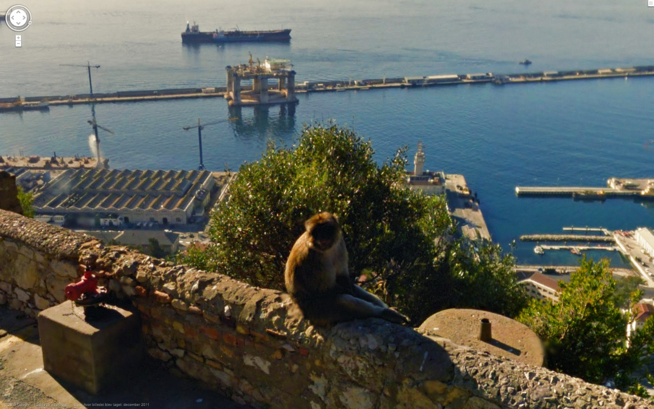 monkey animal urban city travel personhood border boundary [source: Jon Rafman]