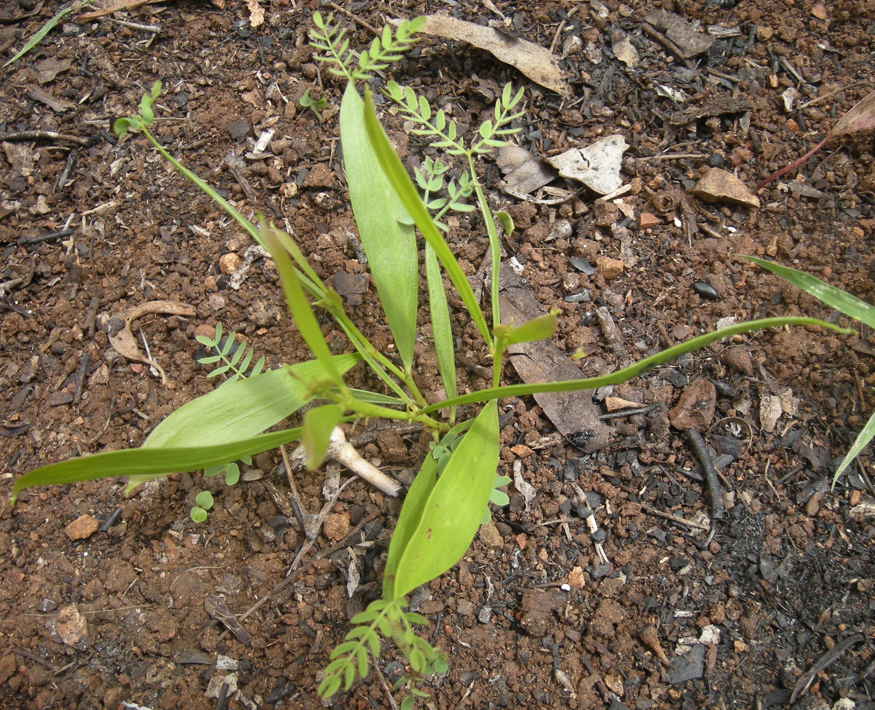 life earth transcendence chasing Acacia facsiculifera seedling process form endosymbiosis [source: https://commons.wikimedia.org/wiki/File:Acacia_facsiculifera_seedling.jpg]