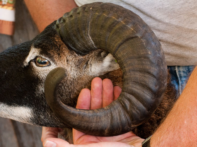 sheep horn form social evolution sign meaning hand twist [source: 2011 -  S&P Weaver - Saltmarsh Ranch]