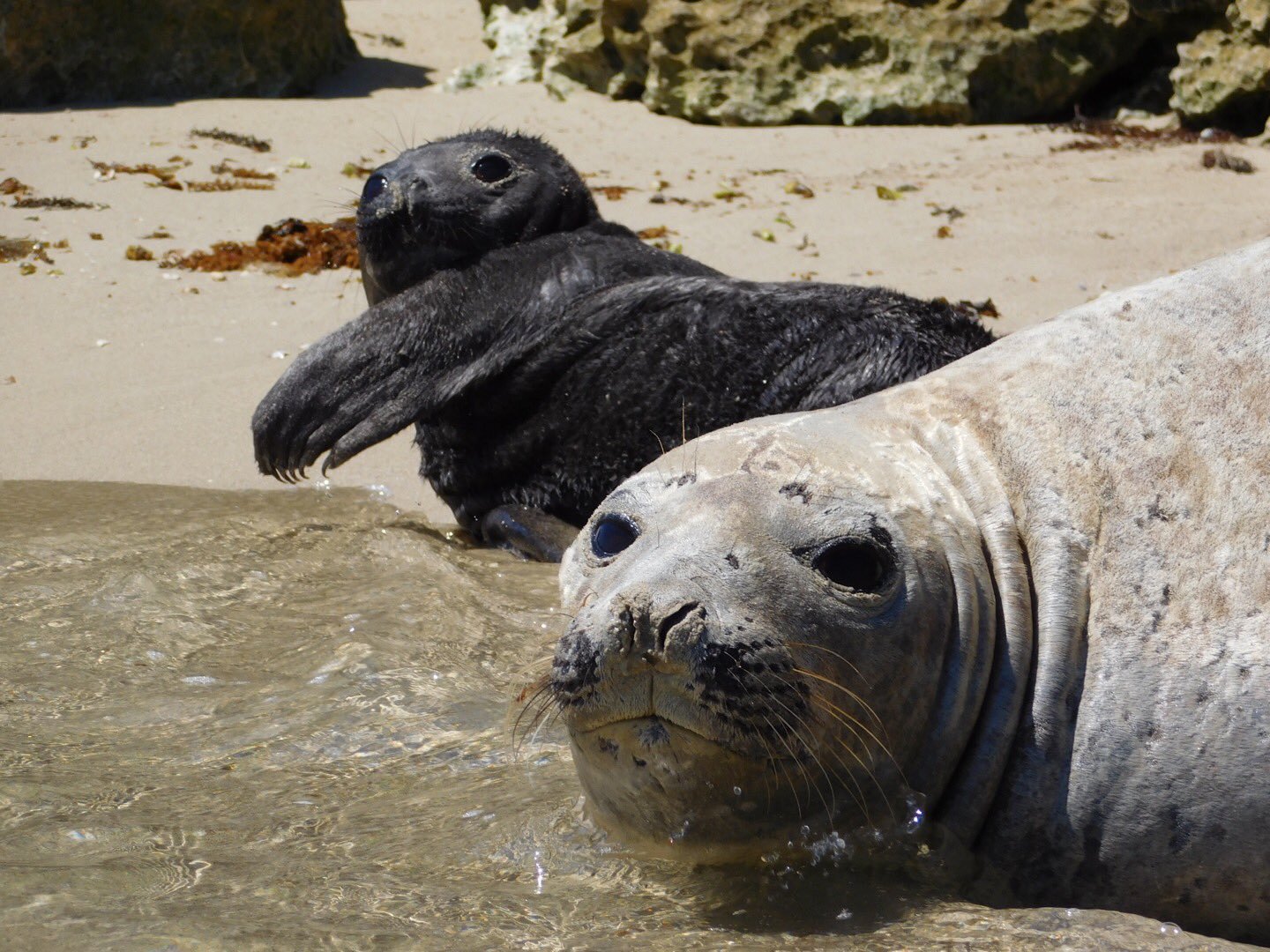 elephant seal baby water body assemblage camera [source: Jane Dawson]