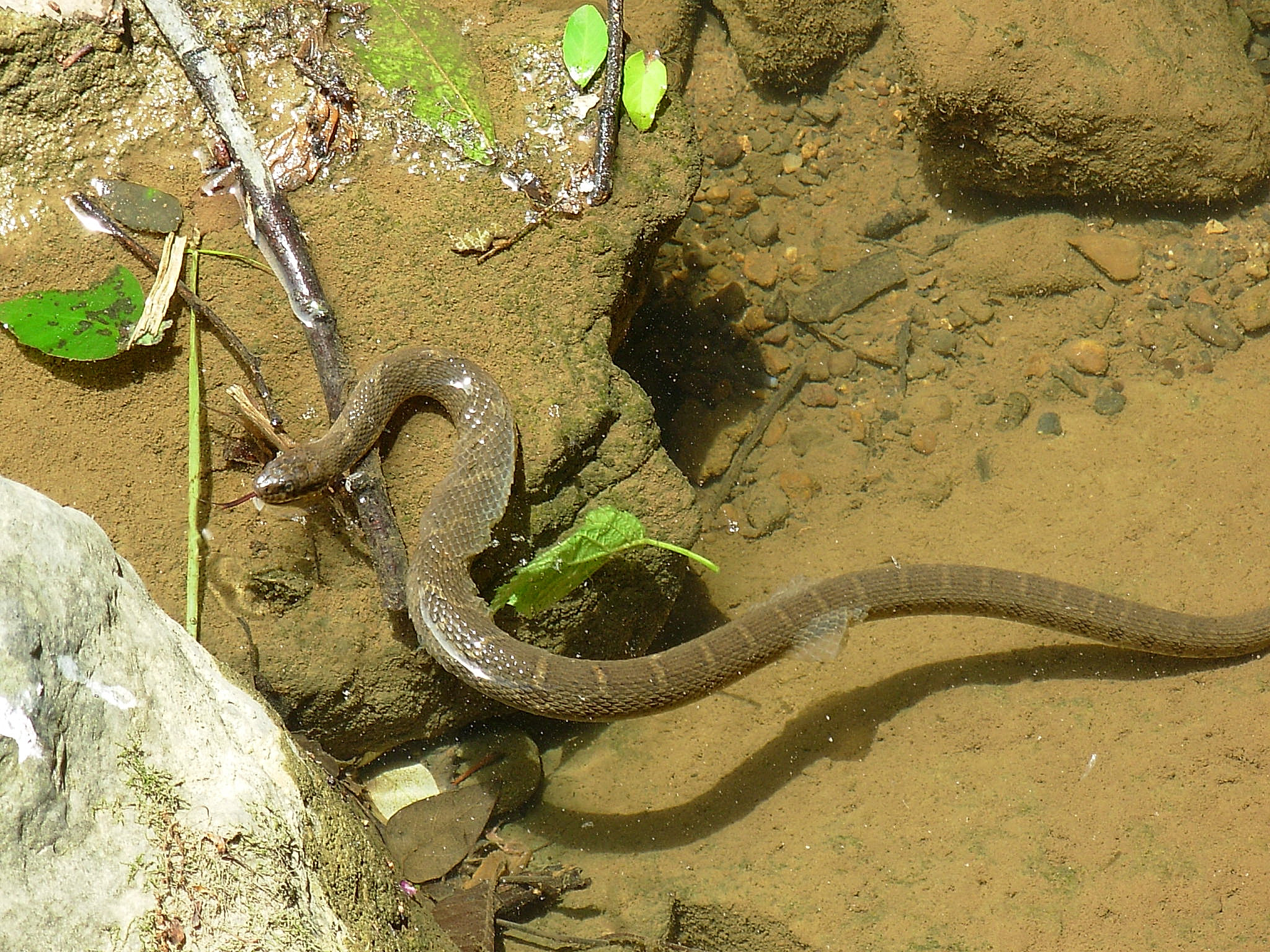 snake skin assemblage river organism environment Barad [source: Sean Gagnon (commons.wikimedia)]