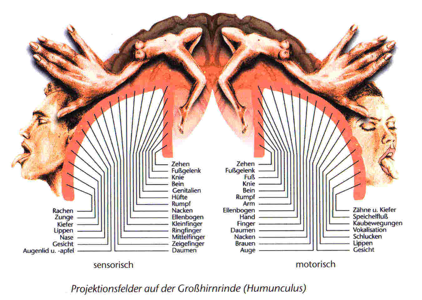 soul body image phantom limb subjectivity ego psychology topology morphology postural schema Grosz [source: USD Biology]